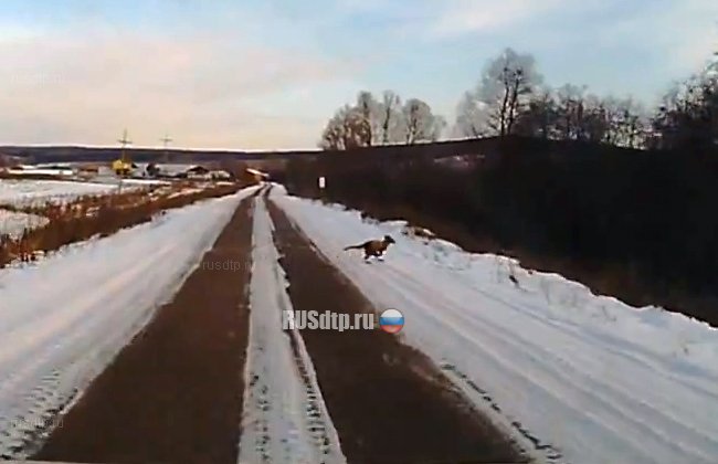 В Башкирии водитель запечатлел на видеорегистратор "чупакабру" В Башкирии водитель запечатлел на видеорегистратор "чупакабру"