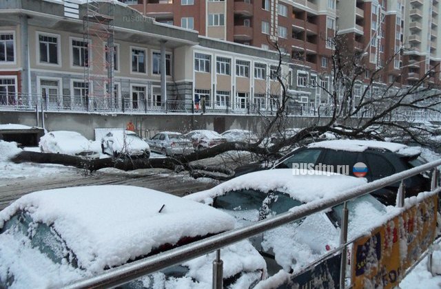 В Воронеже  камера наблюдения зафиксировала падение дерева на машины