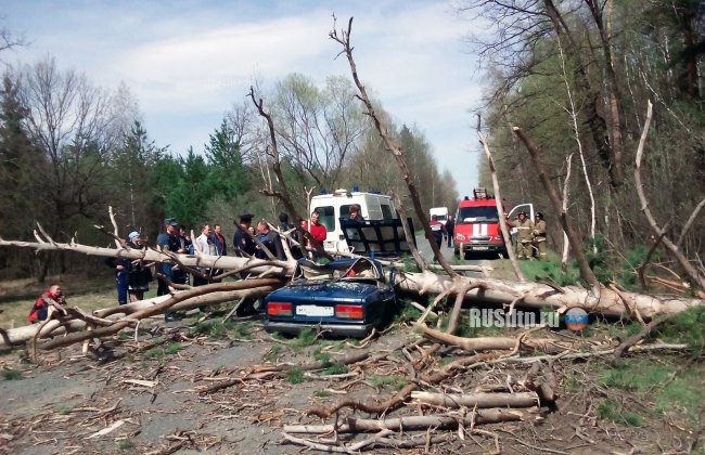 В Пензенской области упавшее дерево раздавило машину с людьми