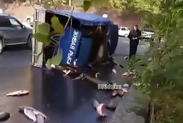 В Ростове-на-Дону в результате ДТП улицу засыпало живой рыбой В Ростове-на-Дону в результате ДТП улицу засыпало живой рыбой