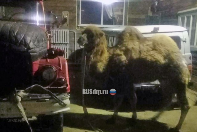 В Иркутской области в ДТП попала фура с верблюдами