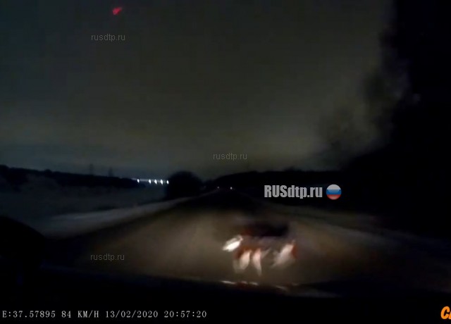 То ли собака, то ли кошка (с) То ли собака, то ли кошка (с)