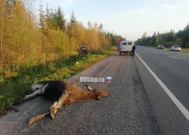 Водитель «Приоры» погиб, сбив лося на дороге
