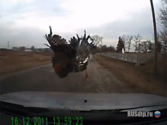 Петух переходил в неположенном месте