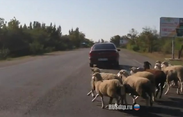 Овцы на дороге