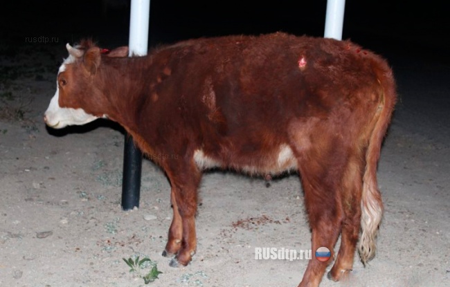 Сто лошадей против теленка