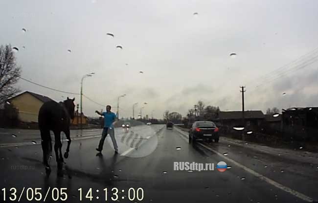 Лошадь на дороге