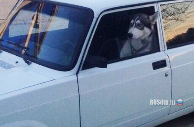Собака за рулем «Жигулей» устроила ДТП в Барнауле