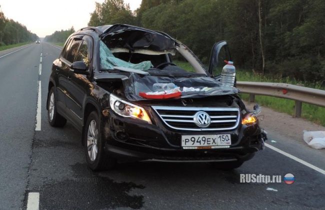 На трассе М-9 «Балтия» «Volkswagen Tiguan» сбил лося