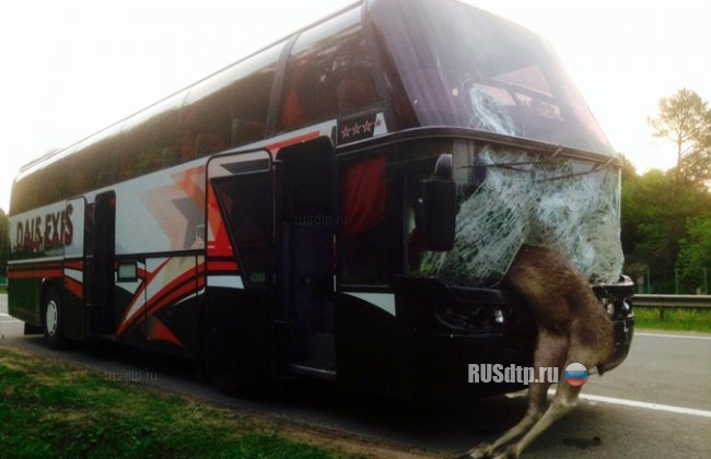 Лось влетел в салон автобуса на трассе Киев-Минск