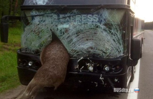 Лось влетел в салон автобуса на трассе Киев-Минск