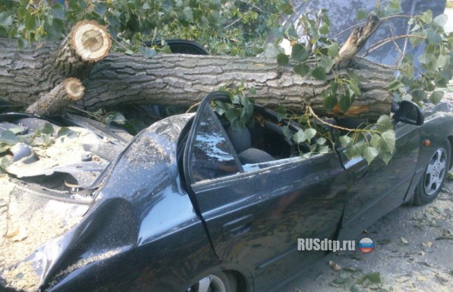 В Шахтах водителя автомобиля придавило упавшим деревом