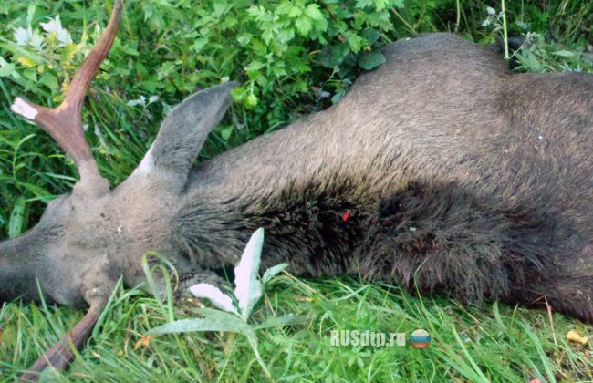 В Ивановской области водитель погиб, сбив на автомобиле лося