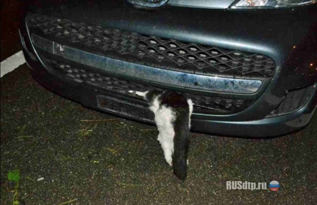 Кот пережил удар автомобиля на огромной скорости
