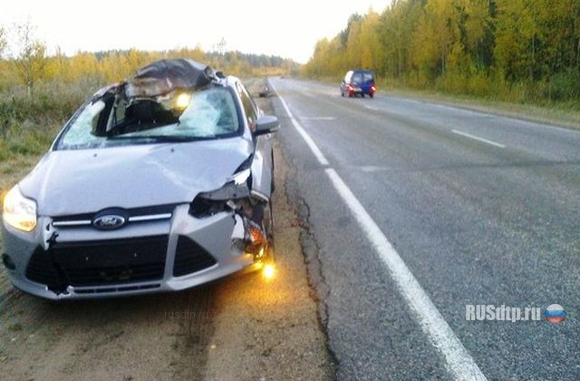 Лось поймал легковушку на трассе и погиб