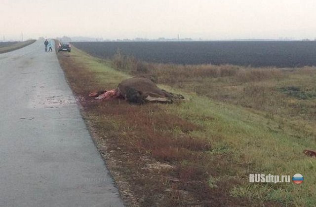 В Татарстане автоледи сбила лошадь