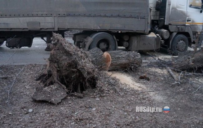 В Оренбурге упало дерево, или кто будет чинить МАЗ?