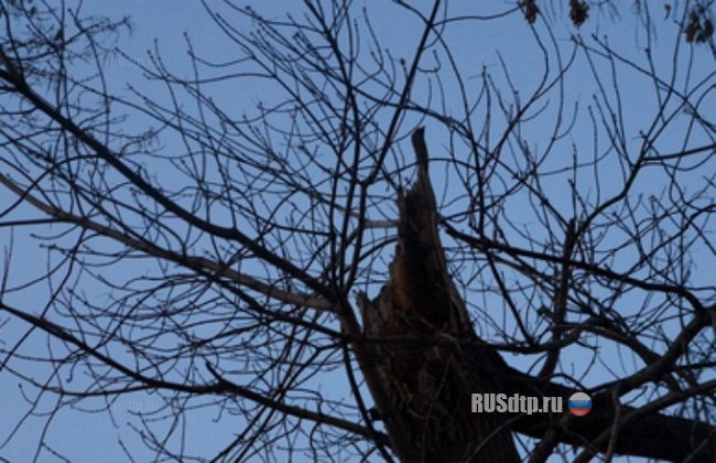 В Оренбурге упало дерево, или кто будет чинить МАЗ?