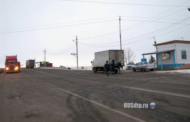В Астраханской области волк напал на пост ГИБДД