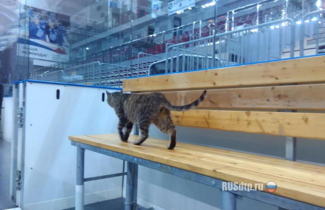 Найден кот-гурман, съевший морепродукты на сумму более 60 тысяч рублей