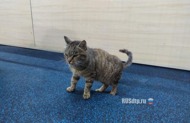Найден кот-гурман, съевший морепродукты на сумму более 60 тысяч рублей