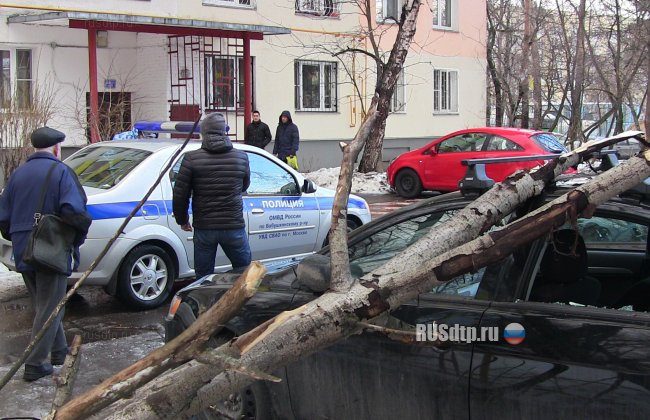 Дерево упало на три автомобиля на северо-востоке Москвы