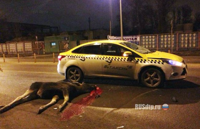 В Смоленске автомобиль такси сбил лося
