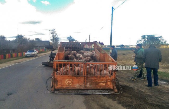 Трактор со свиньями перевернулся в Могилевской области