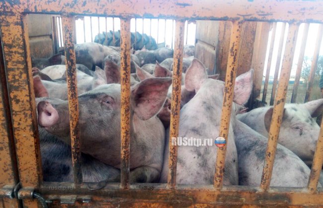 Трактор со свиньями перевернулся в Могилевской области