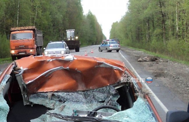 Автомобиль сбил лося в Ленинградской области