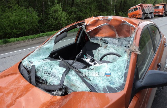 Автомобиль сбил лося в Ленинградской области