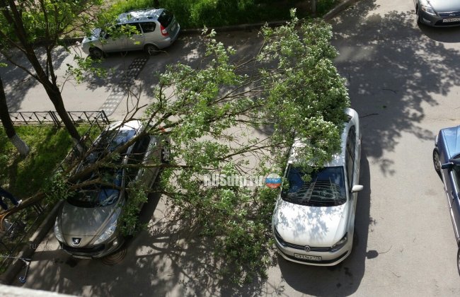 В Санкт-Петербурге сильный ветер валил деревья на машины