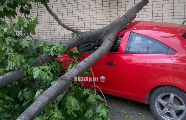 В Санкт-Петербурге сильный ветер валил деревья на машины