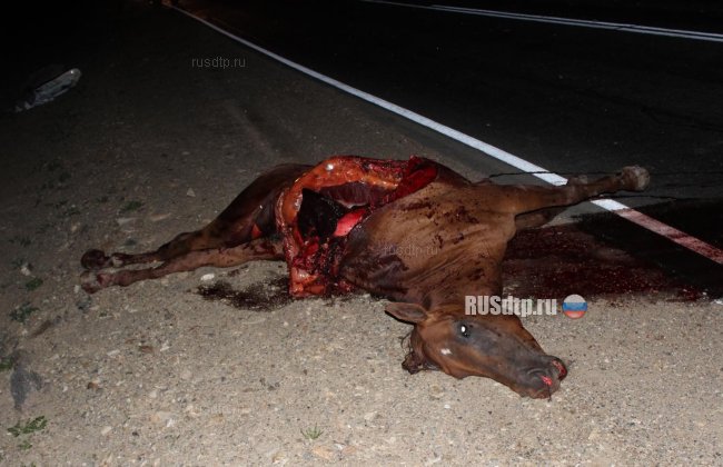 В Забайкальском крае автомобиль сбил лошадь