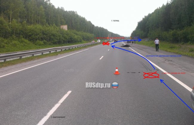 Автомобиль сбил лося на трассе Пермь - Екатеринбург