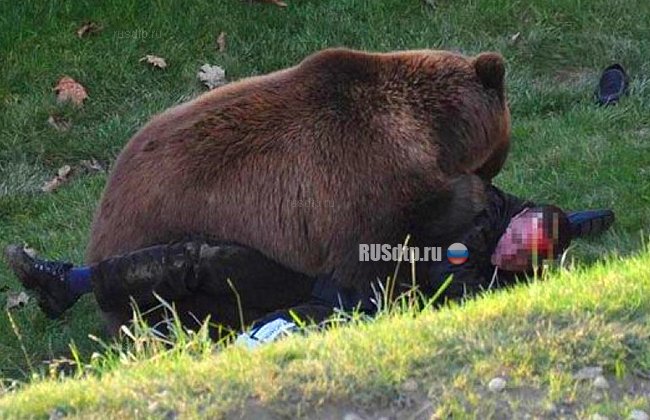 В Башкирии медведь съел попавшего в ДТП водителя