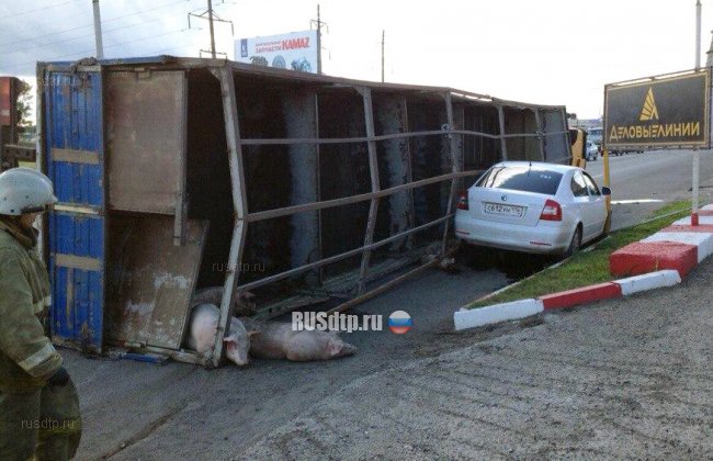 Люди и свиньи пострадали в результате массового ДТП в Татарстане