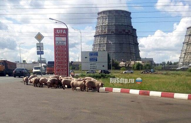 Люди и свиньи пострадали в результате массового ДТП в Татарстане