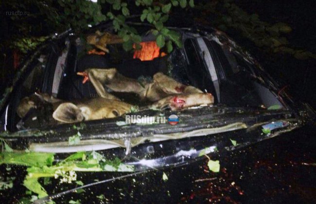 Автомобиль сбил лося на автодороге Иваново &#8212; Родники