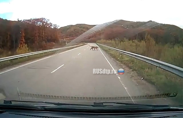В Приморском крае на дорогу выбежал тигр