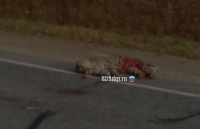 В Приморье мужчина сбил леопарда