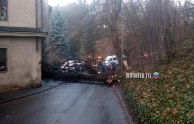 Видеорегистратор снял падение дерева на такси во Львове
