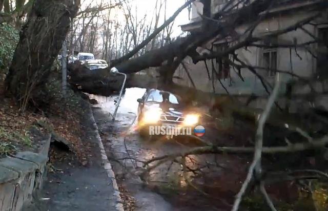 Видеорегистратор снял падение дерева на такси во Львове