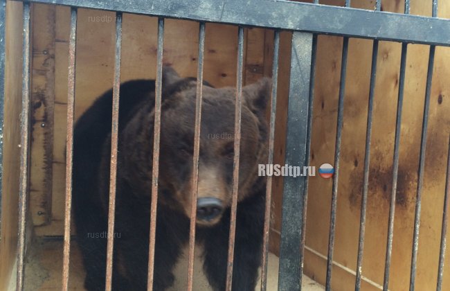 Грузовик с цирковыми медведями попал в ДТП на Кубани