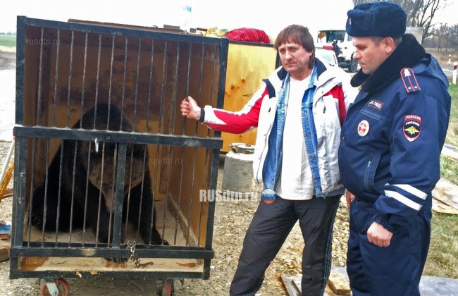 Грузовик с цирковыми медведями попал в ДТП на Кубани