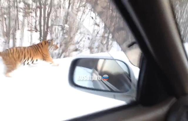 В Приморье тигр пытался напасть на машину с туристами