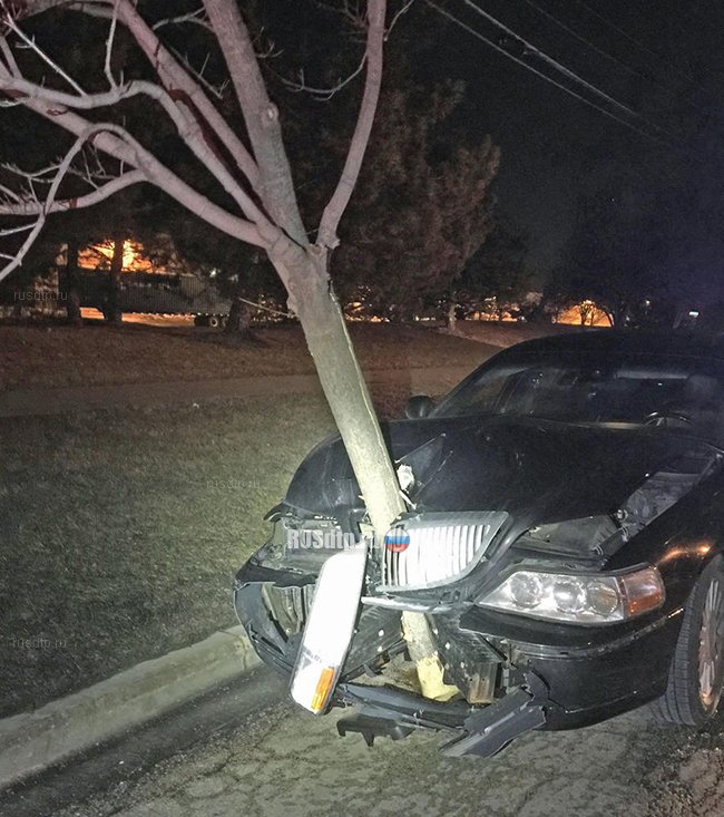 В США пьяная женщина пыталась скрыться от полиции с деревом в моторном отсеке