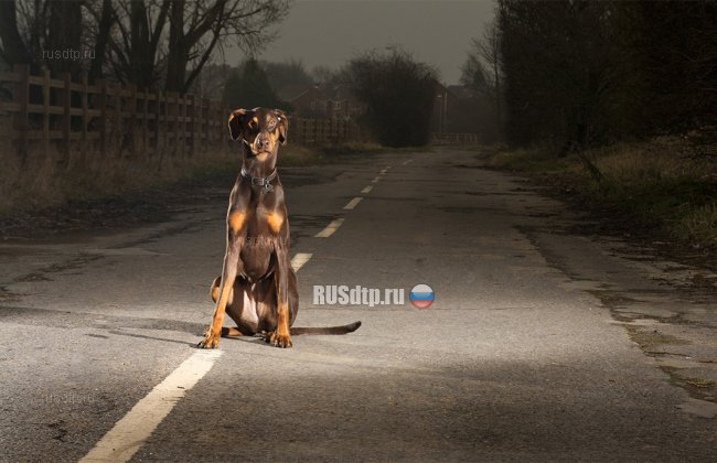 В Челябинске водителя лишили прав за наезд на собаку