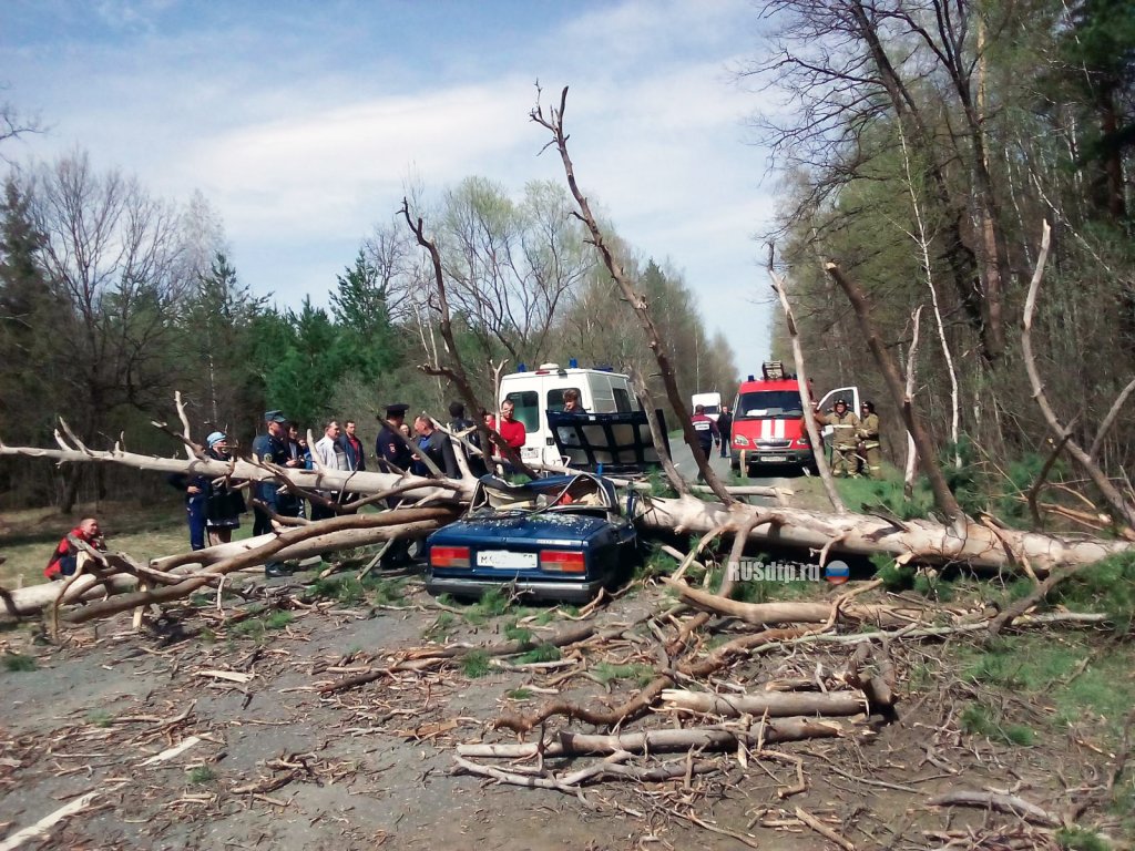 В Пензенской области упавшее дерево раздавило машину с людьми