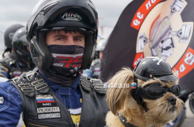 Владелец пса-байкера погиб в результате ДТП в Польше